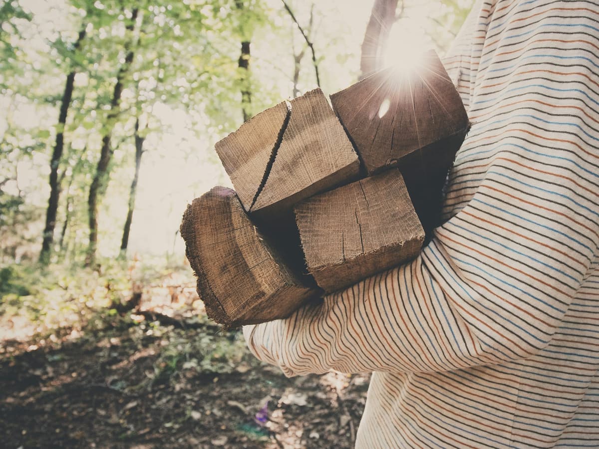 A person carrying an armful of split firewood through the woods