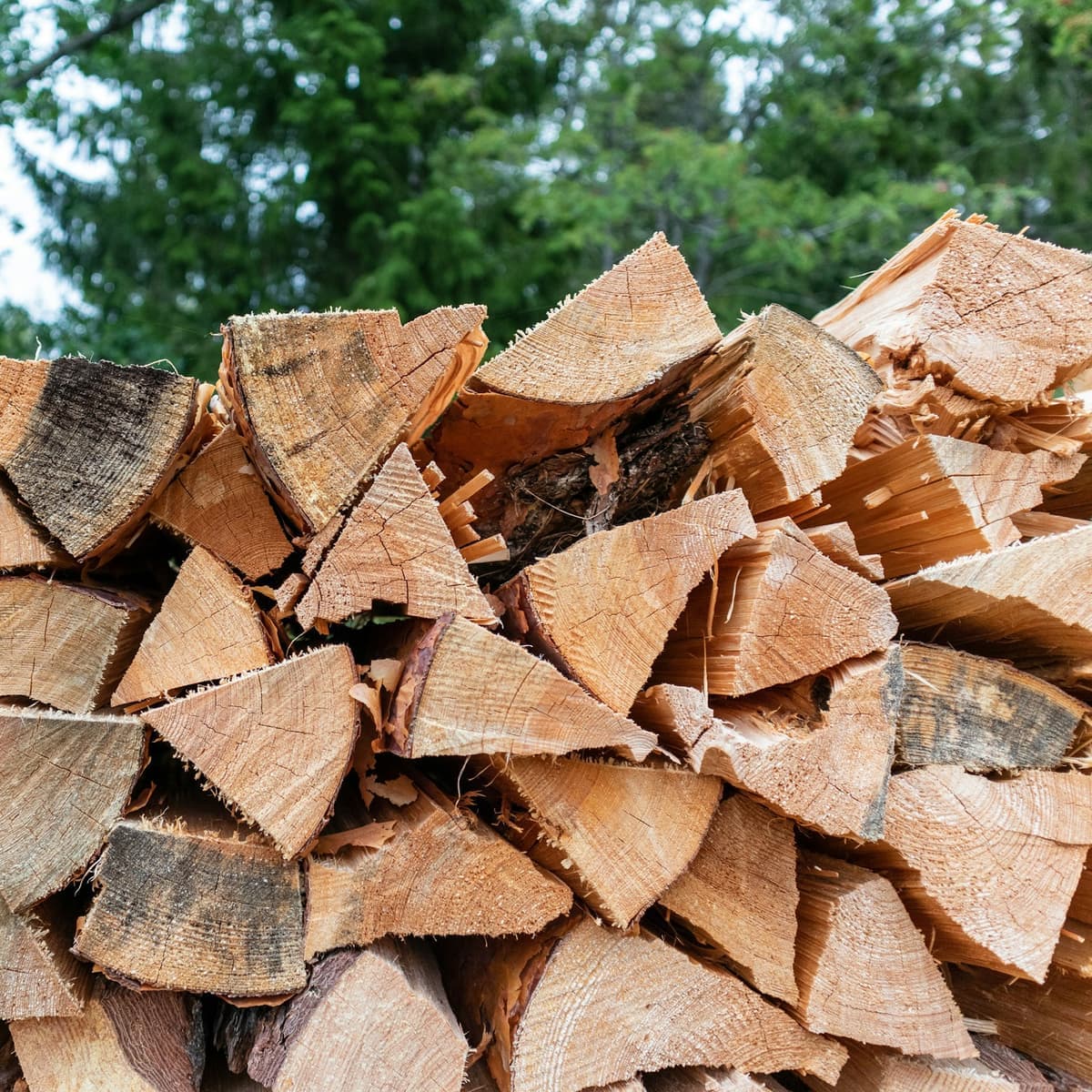 A stack of freshly split firewood in front of evergreen trees